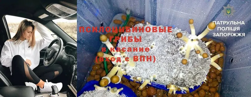 Галлюциногенные грибы Psilocybine cubensis  Вытегра 